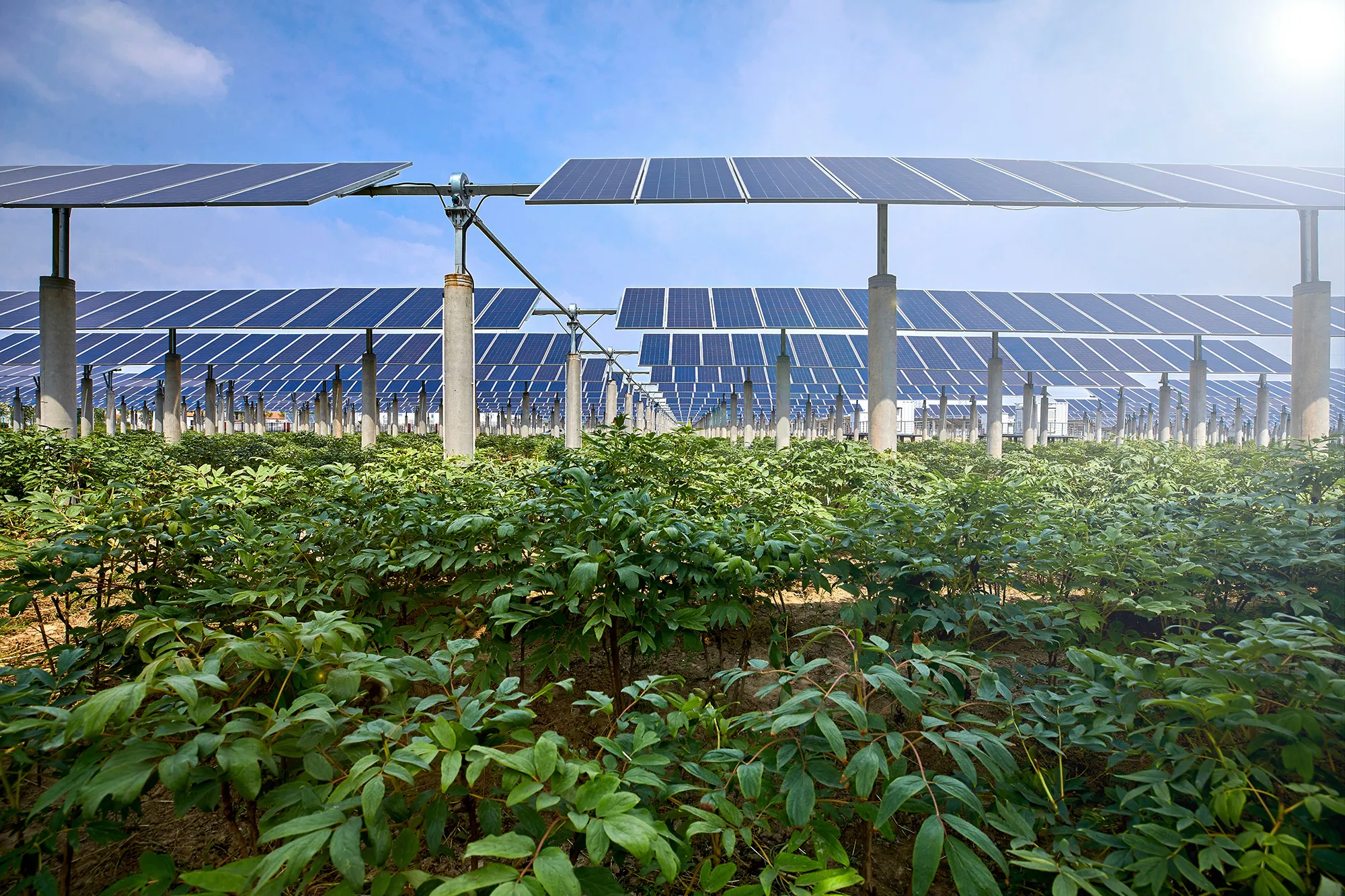 Agrivoltaics-Benefits-of-Solar-Power