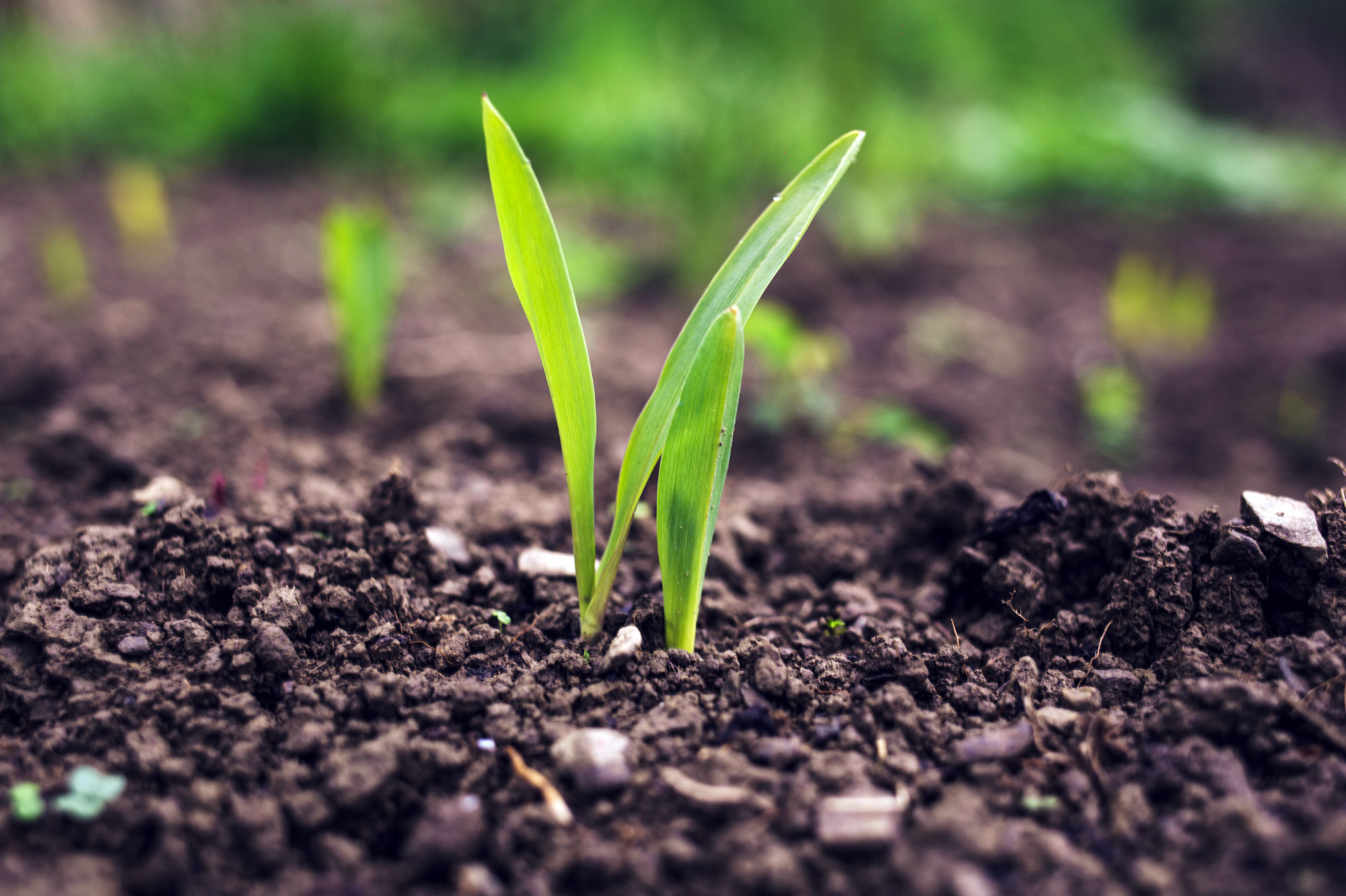 Organic fertilizers factory Rwanda in cooperation with HUMINTEC